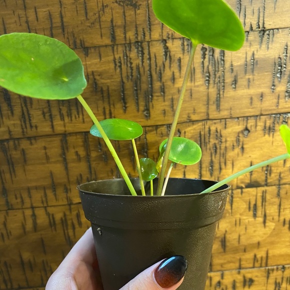 pilea pepermodies “chinese money plant” - Picture 2 of 2